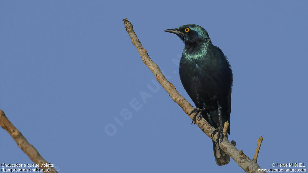 Bronze-tailed Starling