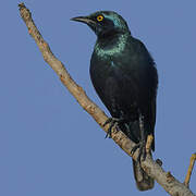 Bronze-tailed Starling