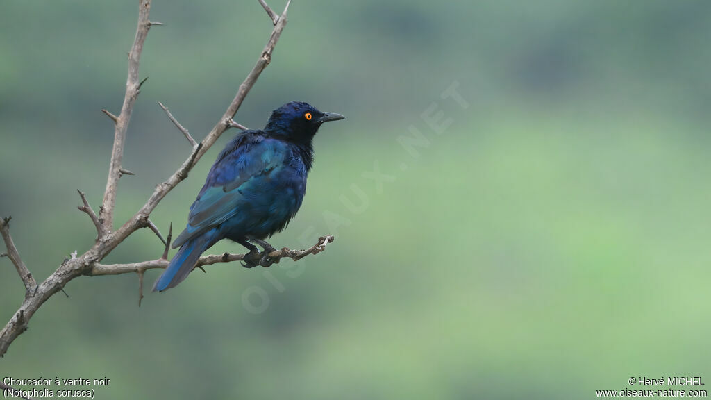 Choucador à ventre noir
