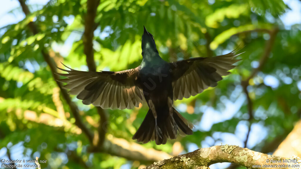 Choucador à ventre noir