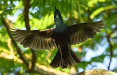 Choucador à ventre noir