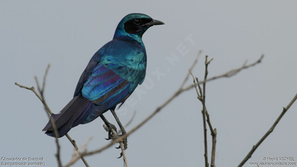 Burchell's Starling
