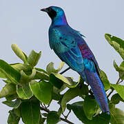 Burchell's Starling