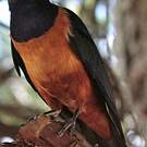 Choucador de Hildebrandt