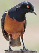 Hildebrandt's Starling