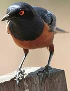 Hildebrandt's Starling