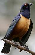 Hildebrandt's Starling