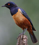 Hildebrandt's Starling