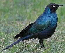 Rüppell's Starling