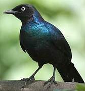 Rüppell's Starling