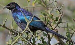 Rüppell's Starling