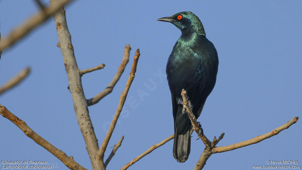 Lesser Blue-eared Starling