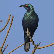 Lesser Blue-eared Starling