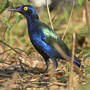 Purple Starling