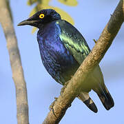 Purple Starling