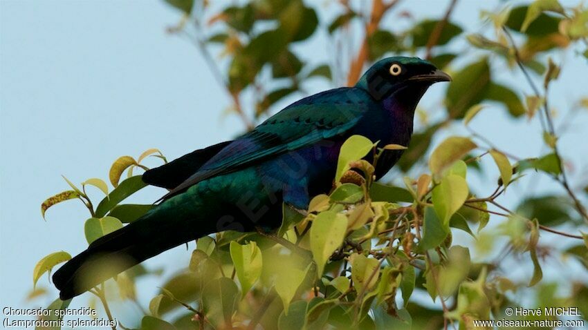 Splendid Starling