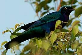 Splendid Starling