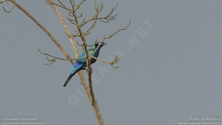 Splendid Starling