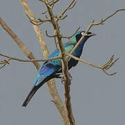 Splendid Starling