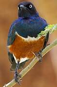 Superb Starling