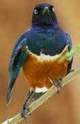 Superb Starling