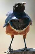 Superb Starling