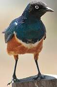 Superb Starling