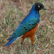 Superb Starling