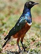 Superb Starling