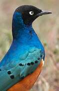 Superb Starling