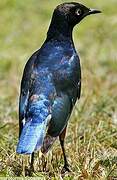 Superb Starling