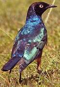 Superb Starling