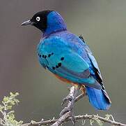 Superb Starling