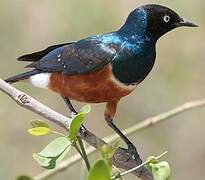 Superb Starling