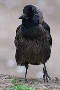 Daurian Jackdaw