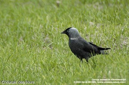 Western Jackdaw