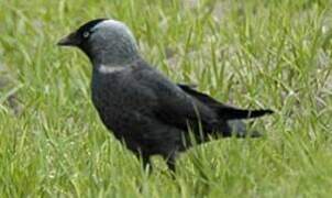 Western Jackdaw