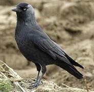 Western Jackdaw