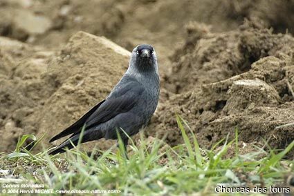 Western Jackdaw