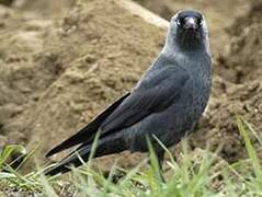 Western Jackdaw