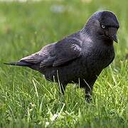 Western Jackdaw