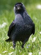 Western Jackdaw