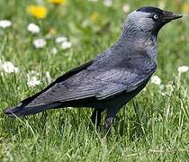 Western Jackdaw