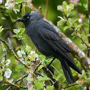 Western Jackdaw