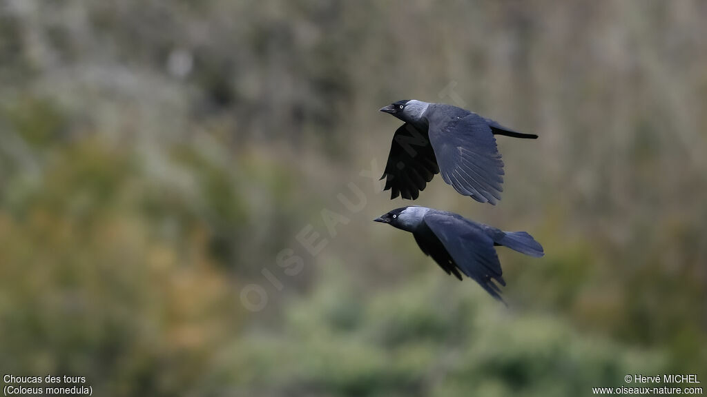 Choucas des toursadulte nuptial