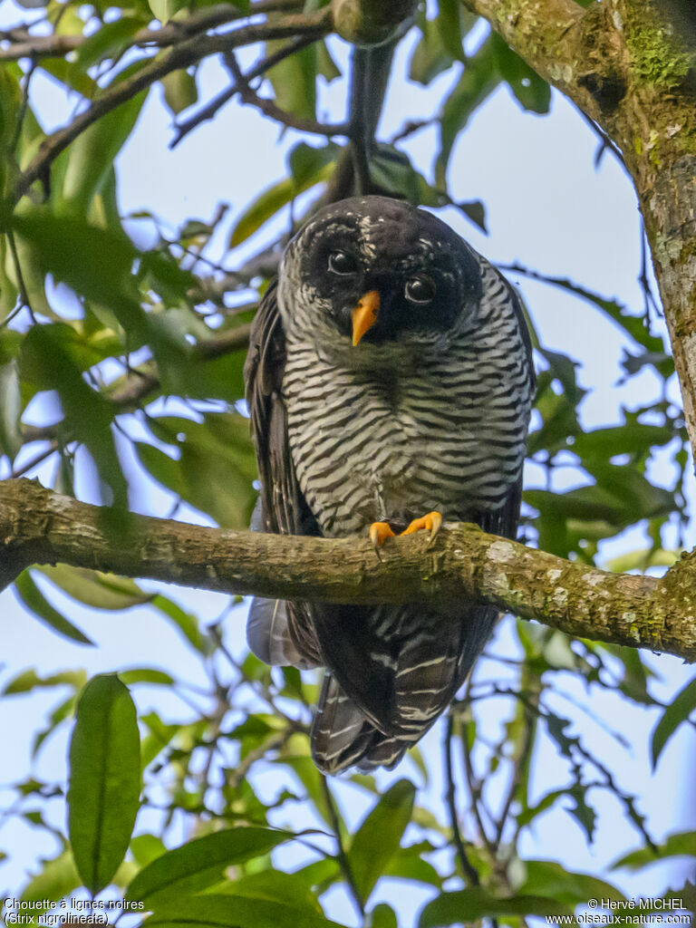 Black-and-white Owl