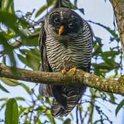 Black-and-white Owl