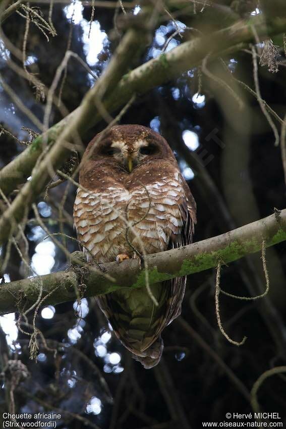 African Wood Owl