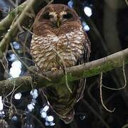 African Wood Owl