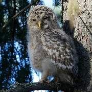 Ural Owl